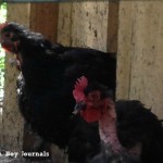 Mountain Boy Journals - The Ugly Chickens